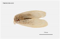 藏品(榕透翅毒蛾)的圖片